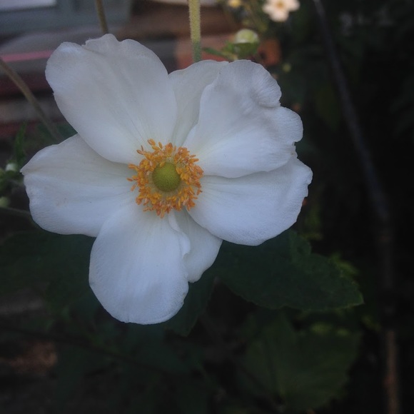 Meet your Posher, Newanna - Picture 1 of 1